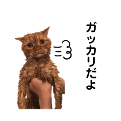 [LINEスタンプ] 茶トラ猫カンテ②