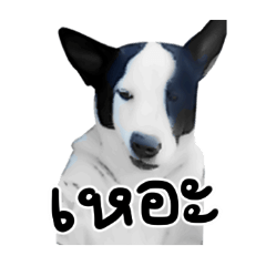 [LINEスタンプ] ファンタ犬