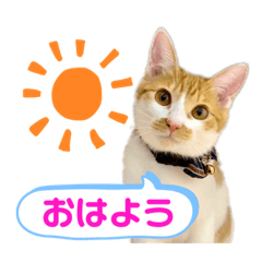 [LINEスタンプ] メルめるスタンプ