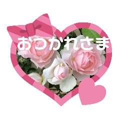 [LINEスタンプ] いろいろなバラの写真のスタンプ