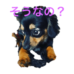 [LINEスタンプ] ソラの日常2