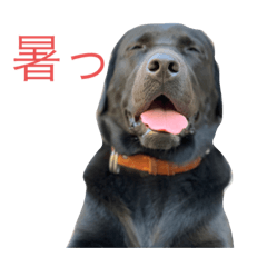 [LINEスタンプ] アイリのエレナ2