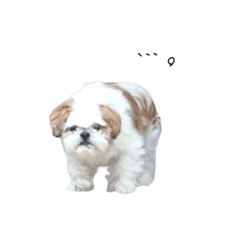 [LINEスタンプ] shitzu chan！