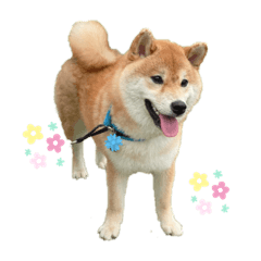 [LINEスタンプ] 柴犬 じろちゃん