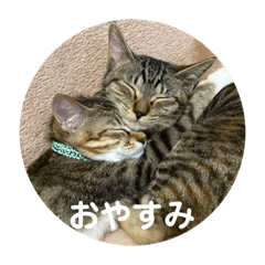 [LINEスタンプ] さぼてん たんぽぽ可愛すぎる猫たち