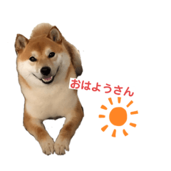 [LINEスタンプ] サラちゃんの日常で使えるスタンプ