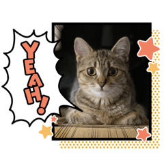 [LINEスタンプ] Ncm_om