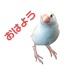 [LINEスタンプ] かわいいぶんちゃんのスタンプ