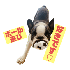 [LINEスタンプ] ボストンテリア挨拶シリーズ