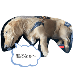 [LINEスタンプ] ⭐︎leocie⭐︎