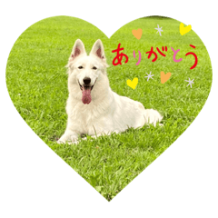 [LINEスタンプ] ホワイトシェパードの日常用語