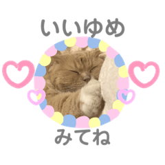[LINEスタンプ] 猫好きな我、大勝利なスタンプ