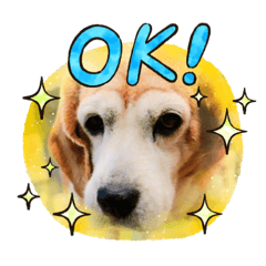 [LINEスタンプ] ビーグル犬とトイプードルのスタンプ