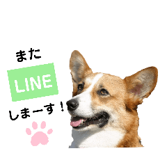 [LINEスタンプ] コーギーのみづきちゃん
