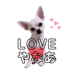 [LINEスタンプ] スムースチワワのレアくん 1