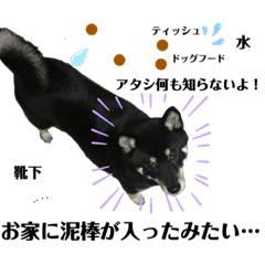 [LINEスタンプ] 柴犬スタンプ、飼ってください。