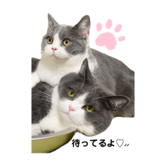 [LINEスタンプ] PALUBOU＆MOCA