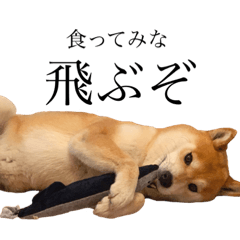 [LINEスタンプ] ぼぼぼぼると