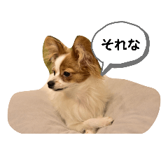 [LINEスタンプ] パピヨンのマロンちゃん3