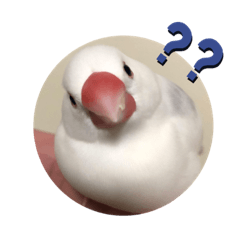 [LINEスタンプ] 白文鳥 ビビ