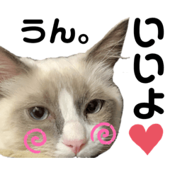 [LINEスタンプ] かわいい、ねこの、みるく