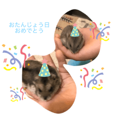 [LINEスタンプ] ジャンガリアンハムスターのミルクと太郎2