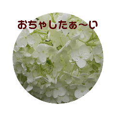 [LINEスタンプ] 心なごむお花で一言