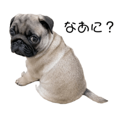 [LINEスタンプ] パグ集 脱力編