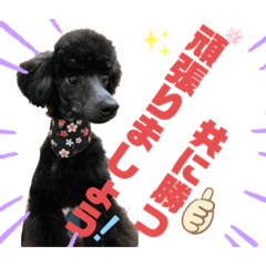 [LINEスタンプ] 仁と礼 トイプードル兄弟40