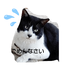 [LINEスタンプ] 猫の、ミッポとみっけ