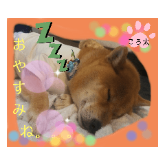 [LINEスタンプ] ころ太とたまには仲間スタンプ