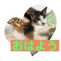 [LINEスタンプ] にゃんこの日常パート①