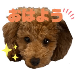 [LINEスタンプ] トイプードルのるいくんスタンプ