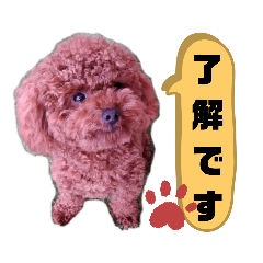 [LINEスタンプ] トイプーホルンの日常2