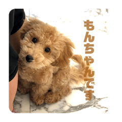 [LINEスタンプ] モンちゃんすたんぷ
