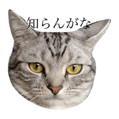 [LINEスタンプ] にゃんずの独り言