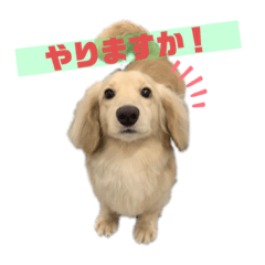[LINEスタンプ] 便利なモカくんスタンプ1