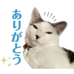 [LINEスタンプ] リンタロスァン