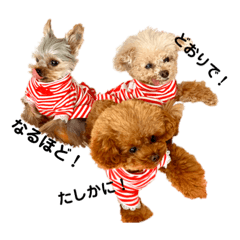 [LINEスタンプ] GemmaKikiPippi Lovely Stamps 202105
