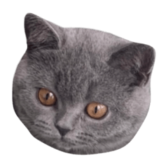 [LINEスタンプ] ねこのこはくちゃん