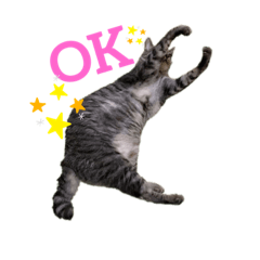 [LINEスタンプ] ねこさんと一緒♡