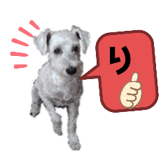 [LINEスタンプ] 挨拶 シロ シュナ