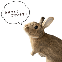 [LINEスタンプ] うさぎの、ぴょんきち そのにっ