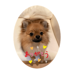 [LINEスタンプ] ポメラニアンのくぅちゃんだワン