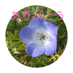 [LINEスタンプ] いつでも使える花のスタンプ①春