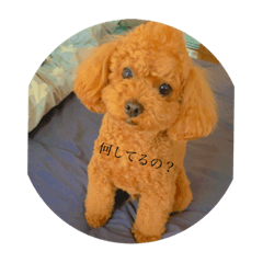 [LINEスタンプ] 頭のトンガリまろんくん