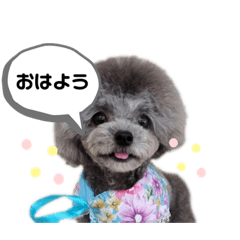 [LINEスタンプ] トイプードル   ぷーぺーぽー