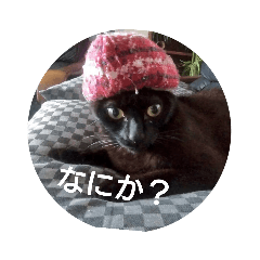 [LINEスタンプ] ごん  2