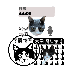 [LINEスタンプ] ハチワレ猫ちゃんのカスタムスタンプ