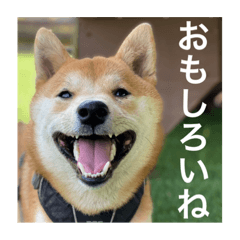 [LINEスタンプ] 赤柴日記5